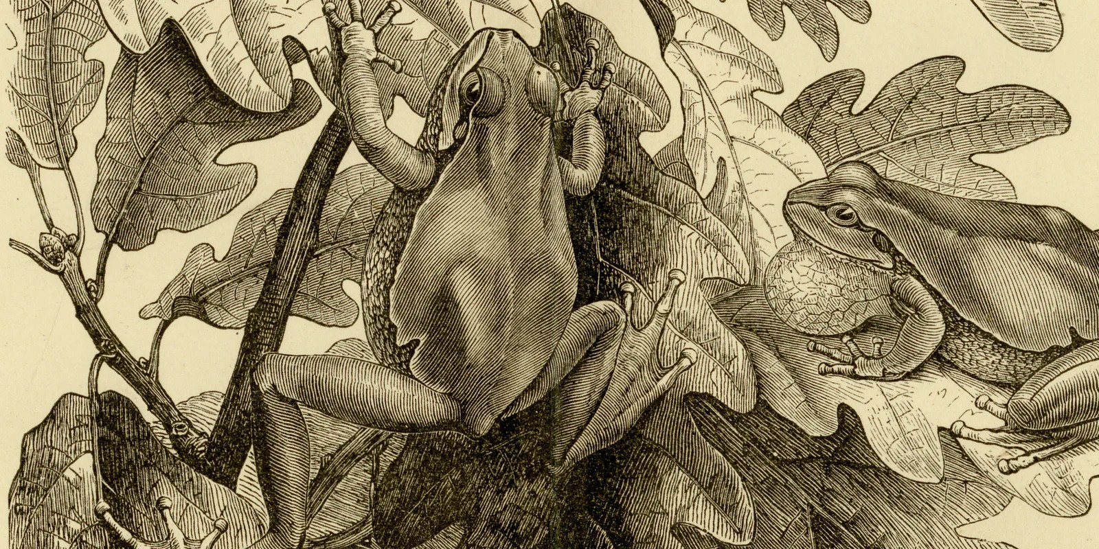 Lurche II ca 1885 historische Grafik Holzstich