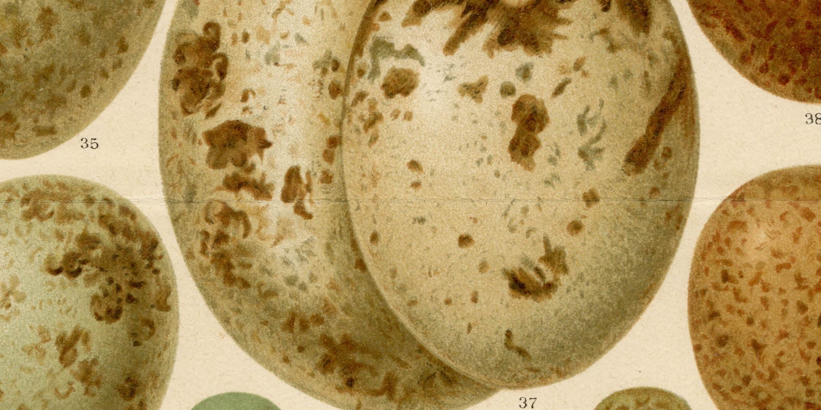 Eier europäischer Vögel I ca 1893 historische Bildtafel Chromolithographie