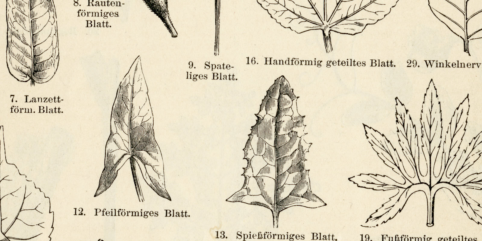 Blattformen I - II ca 1893 historische Bildtafel Holzstich