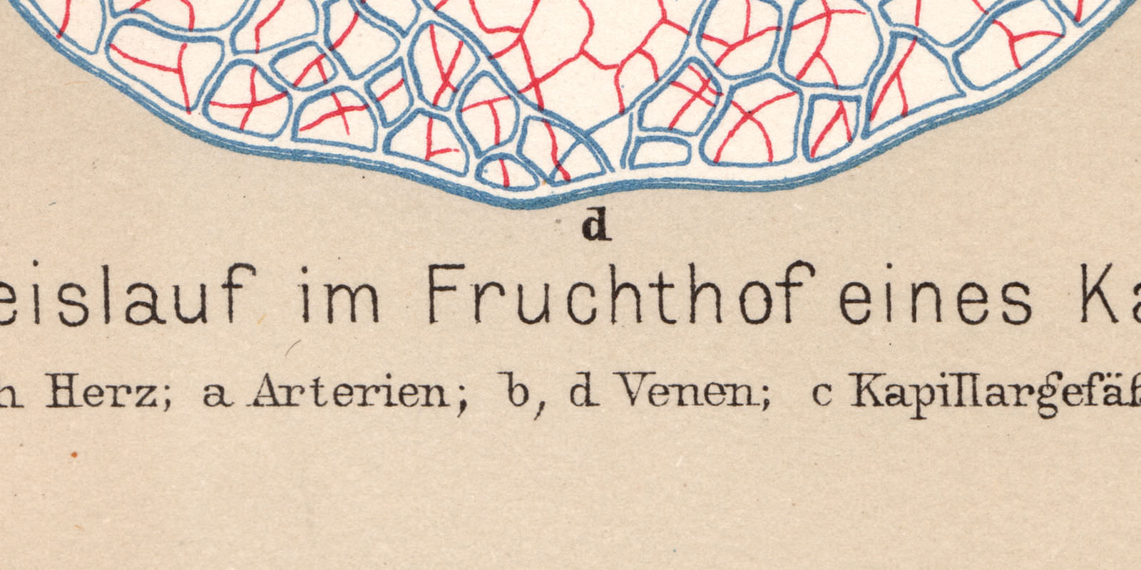 Entwicklung des Menschenherzens ca 1894 Chromolithographie historische Bildtafel
