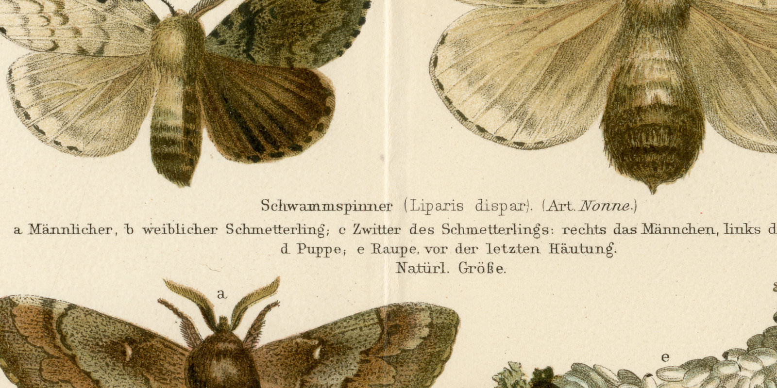 Waldverderber II Spinner ca 1897 historische Bildtafel Chromolithographie