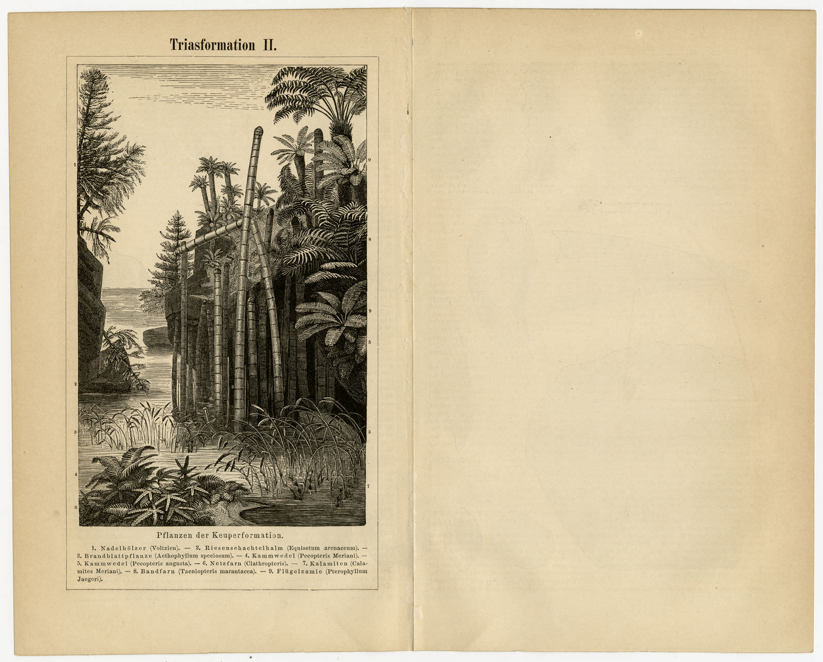 Triasformation I - II historischer Druck ca 1889 Holzstich
