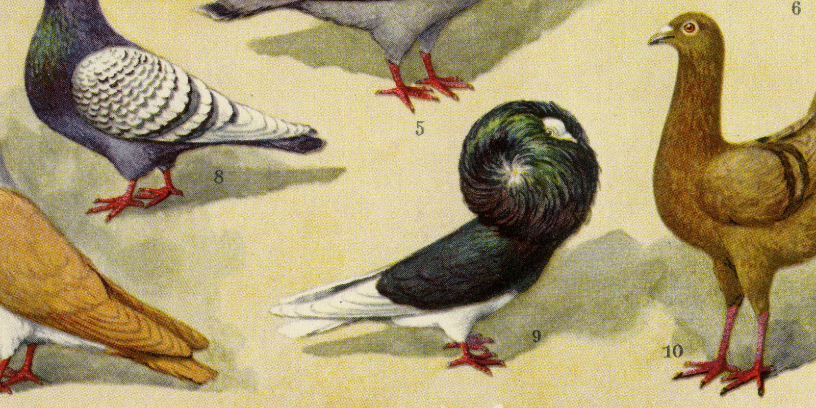 Tauben ca 1929 historische Bildtafel Chromotypie