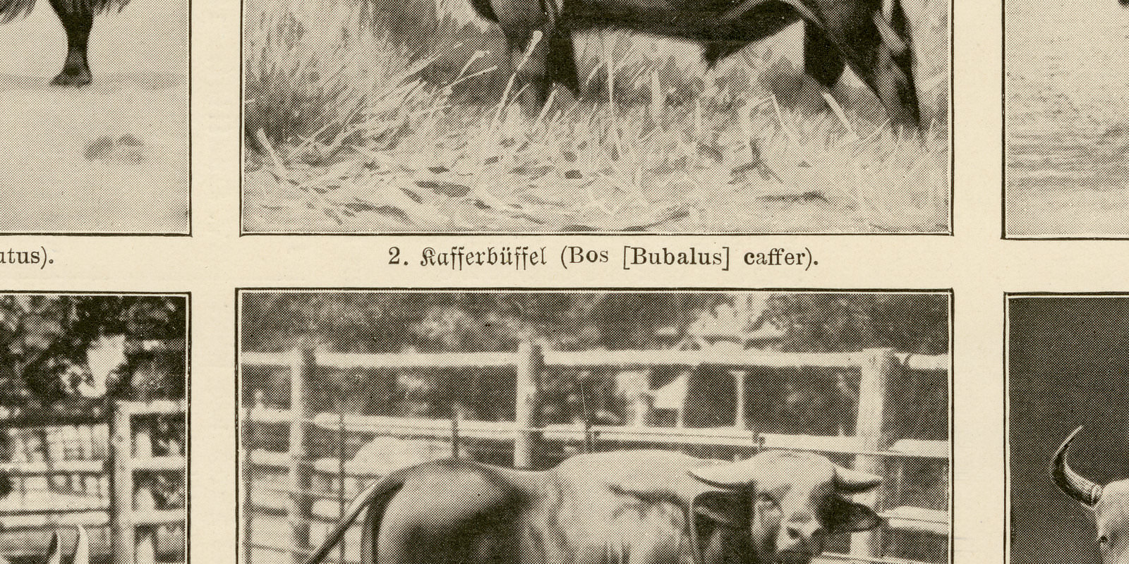Rinder ca 1929 historische Bildtafel Autotypie