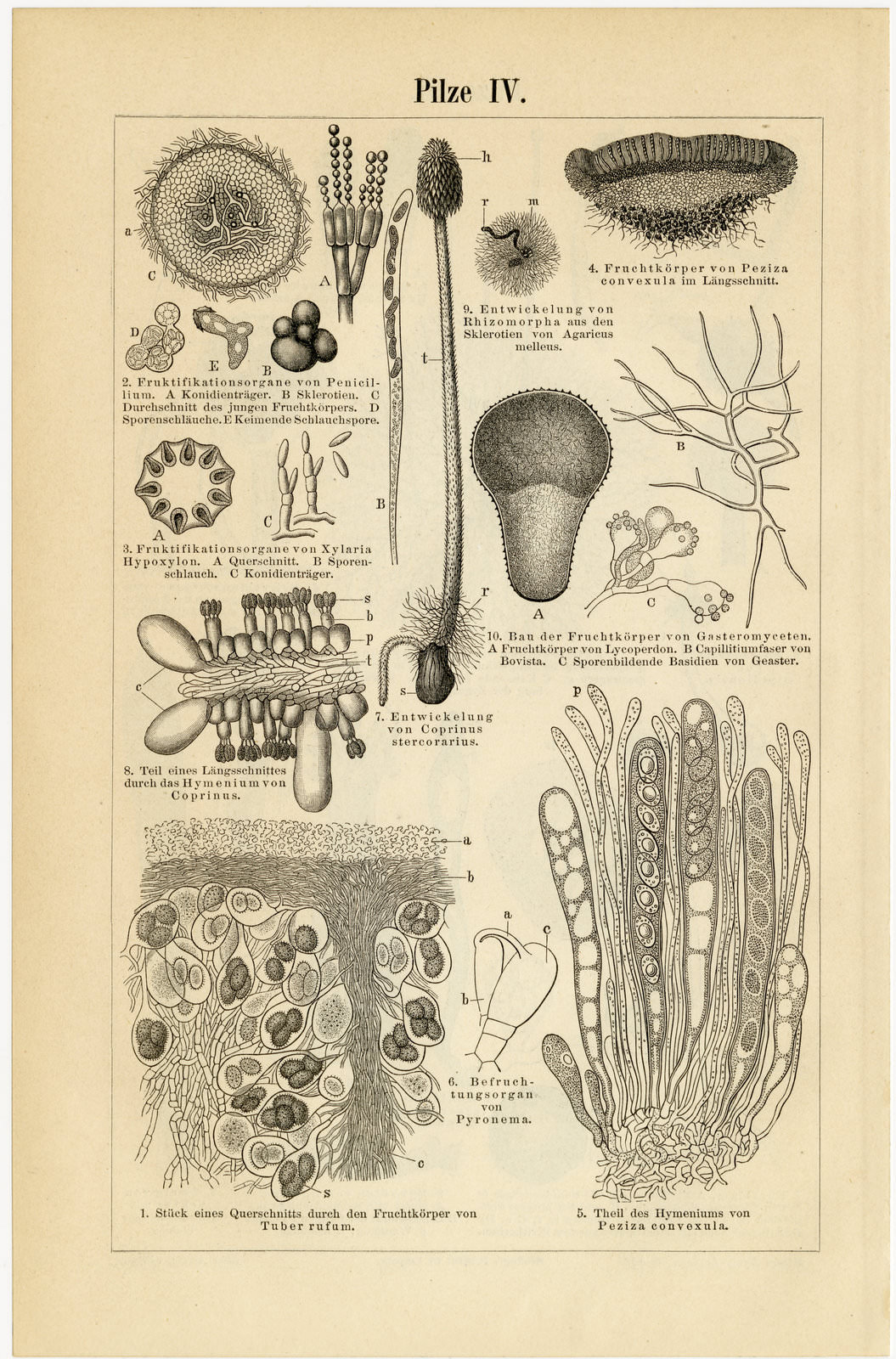 Pilze III - IV ca 1896 historische Bildtafel Holzstich