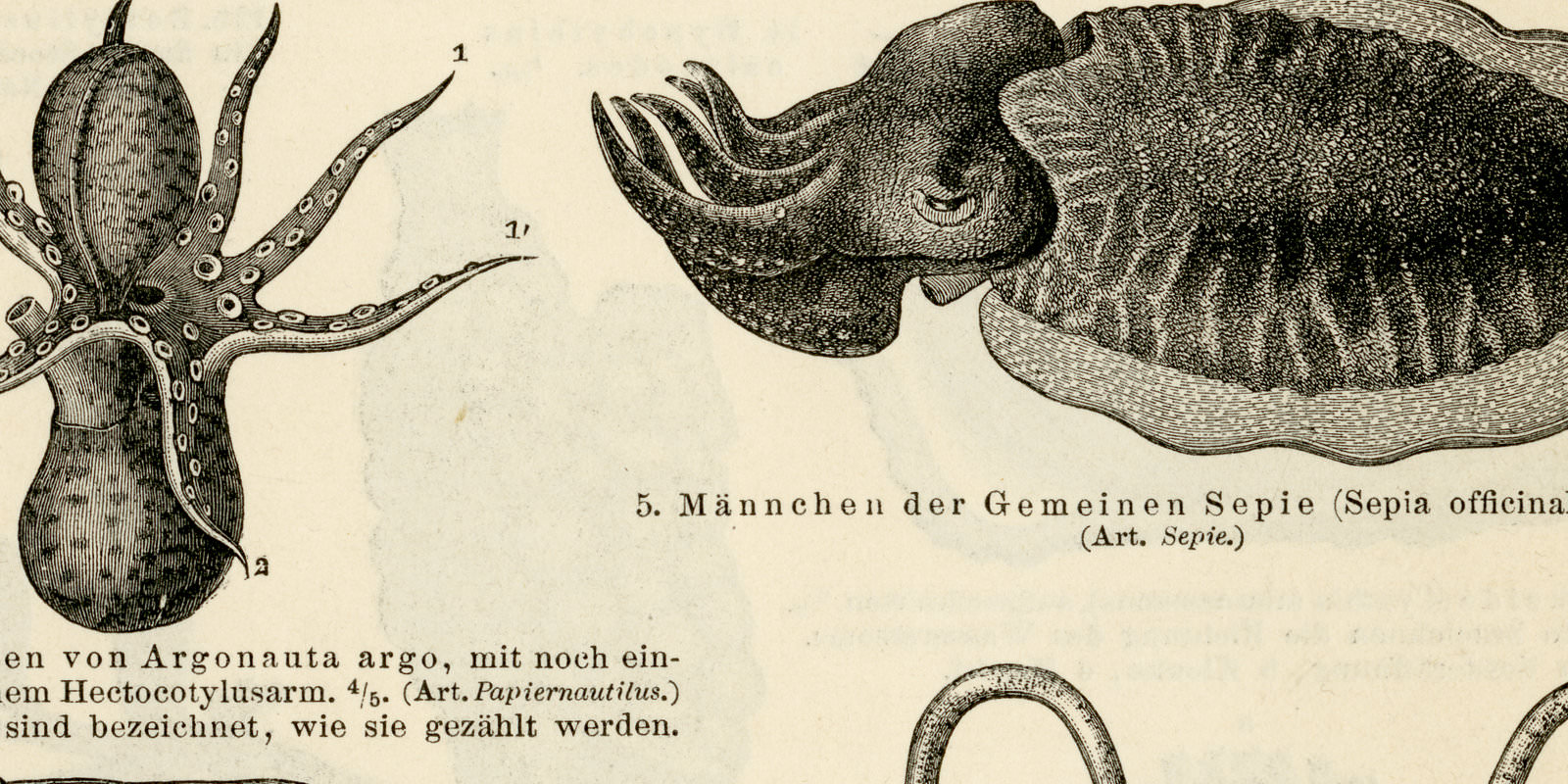 Weichtiere und Manteltiere I - II ca 1897 historische Bildtafel Holzstich