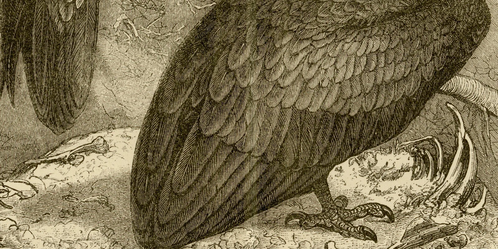 Raubvögel II ca 1886 historische Grafik Holzstich