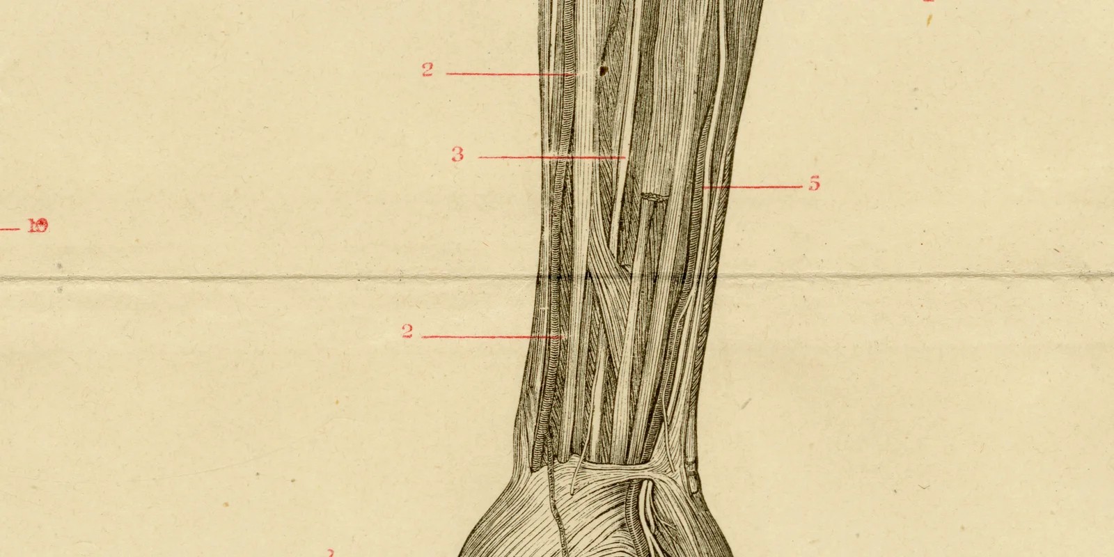 Nerven des Menschen ca 1885 historische Grafik Holzstich