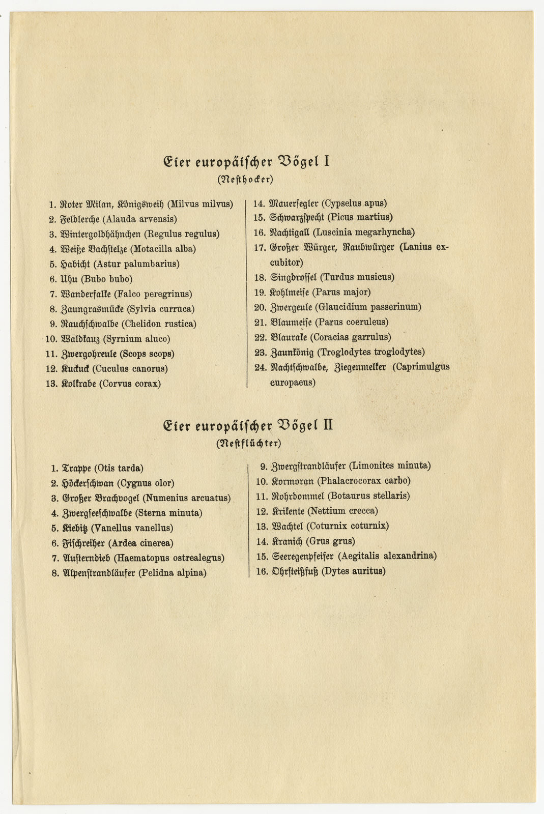 Eier Europäischer Vögel I ca 1925 historische Bildtafel Chromotypie