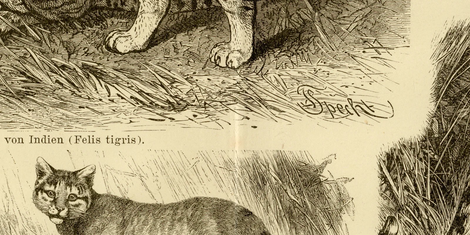 Katzen II ca 1885 historische Grafik Holzstich