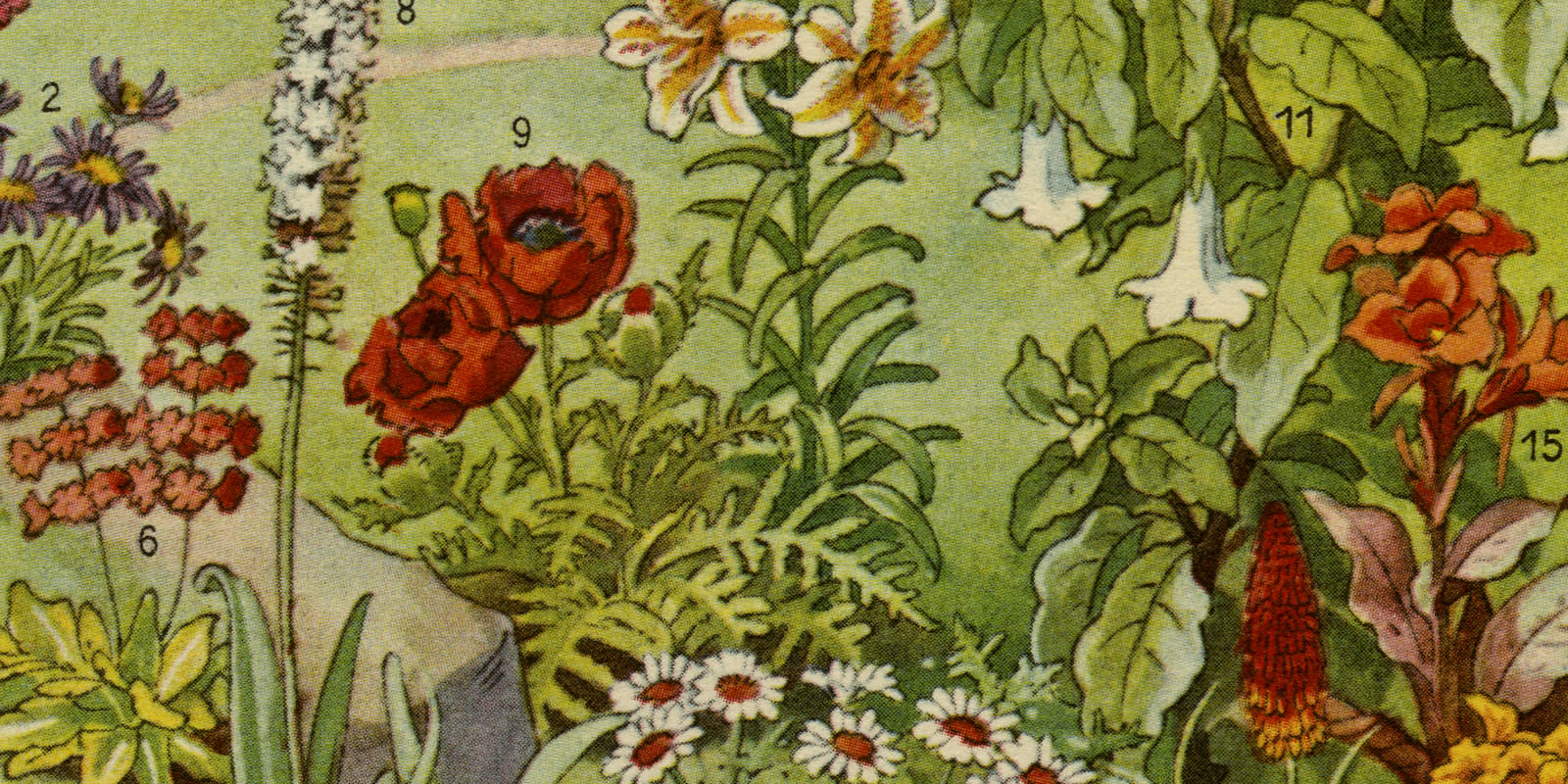 Gartenpflanzen I ca 1926 historische Bildtafel Autotypie