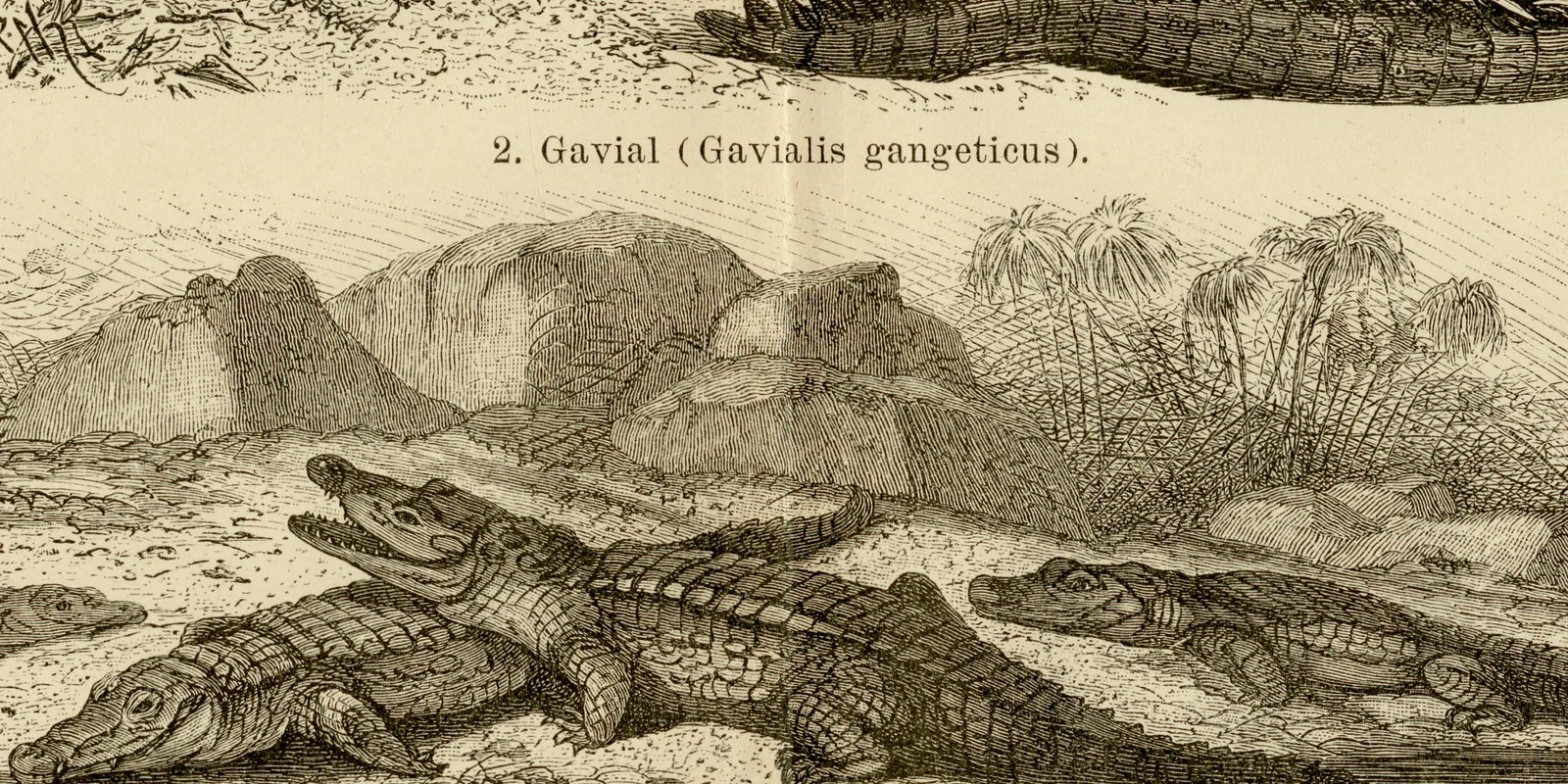 Reptilien I ca 1886 historische Grafik Holzstich
