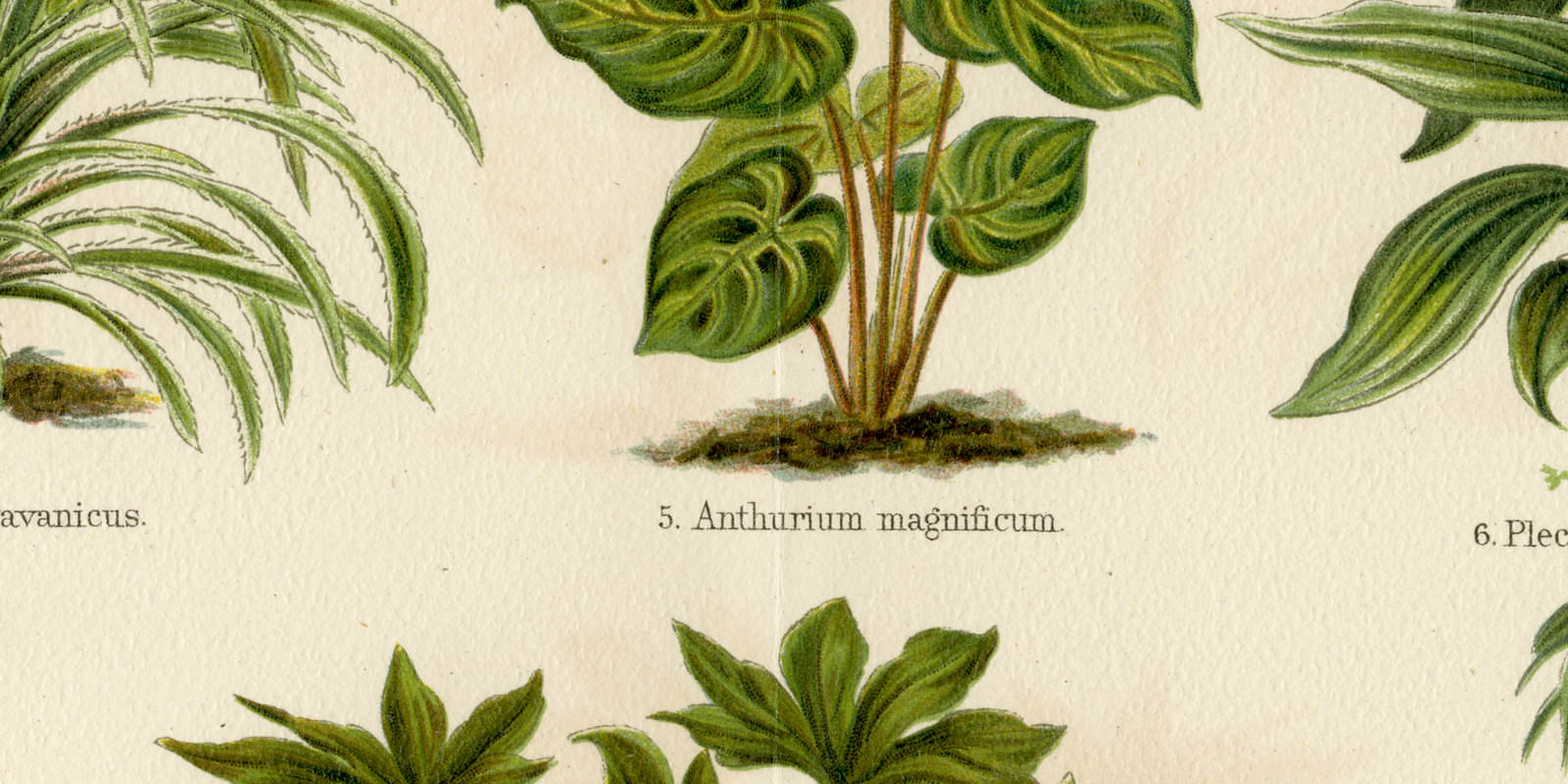 Blattpflanzen II ca 1893 historische Bildtafel Chromolithographie