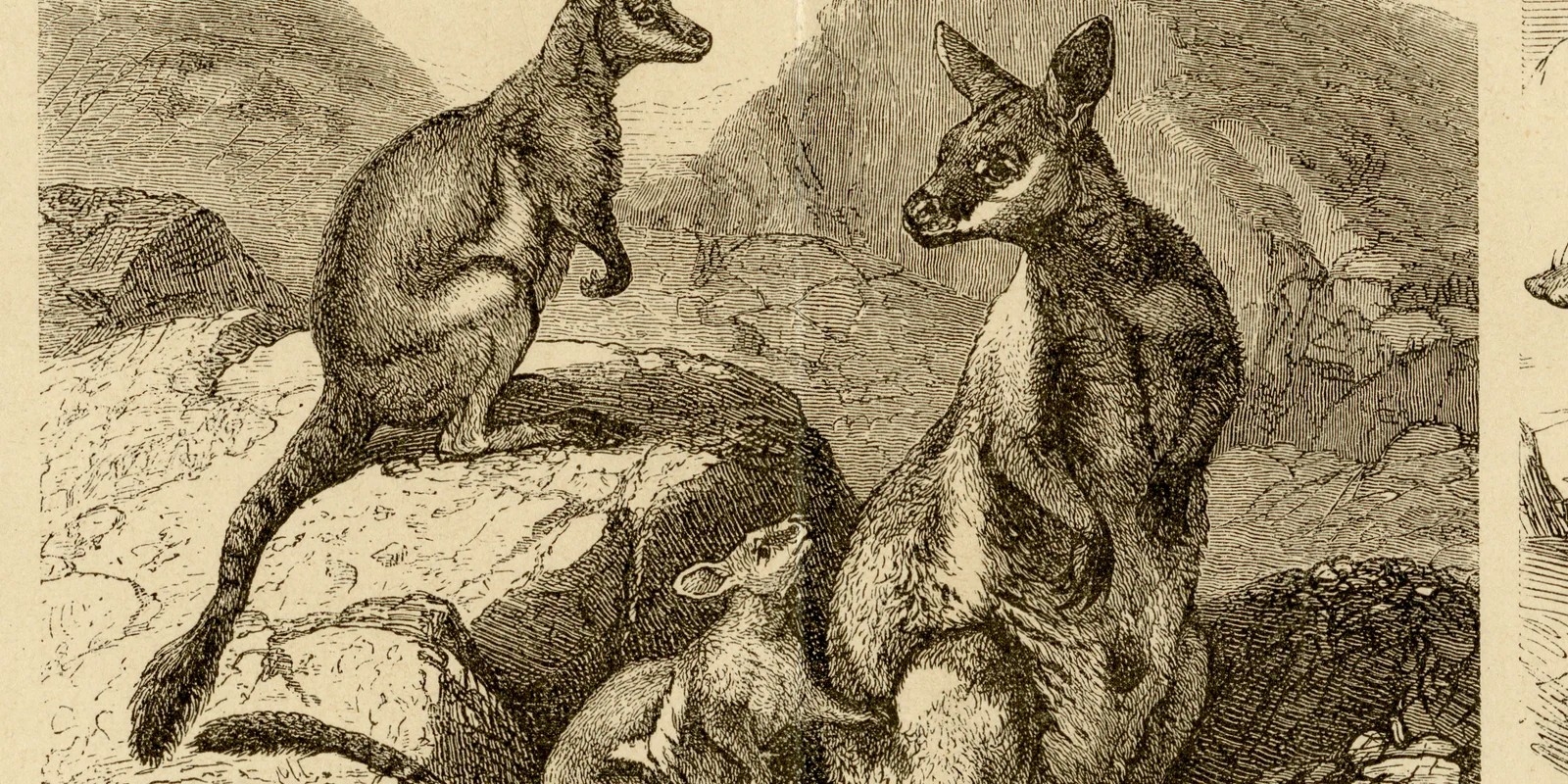 Beuteltiere ca 1882 historische Grafik Holzstich