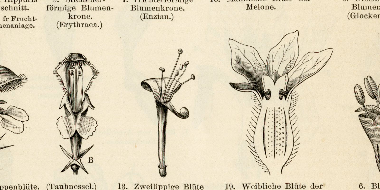 Blütenformen I - II ca 1893 historische Bildtafel Holzstich
