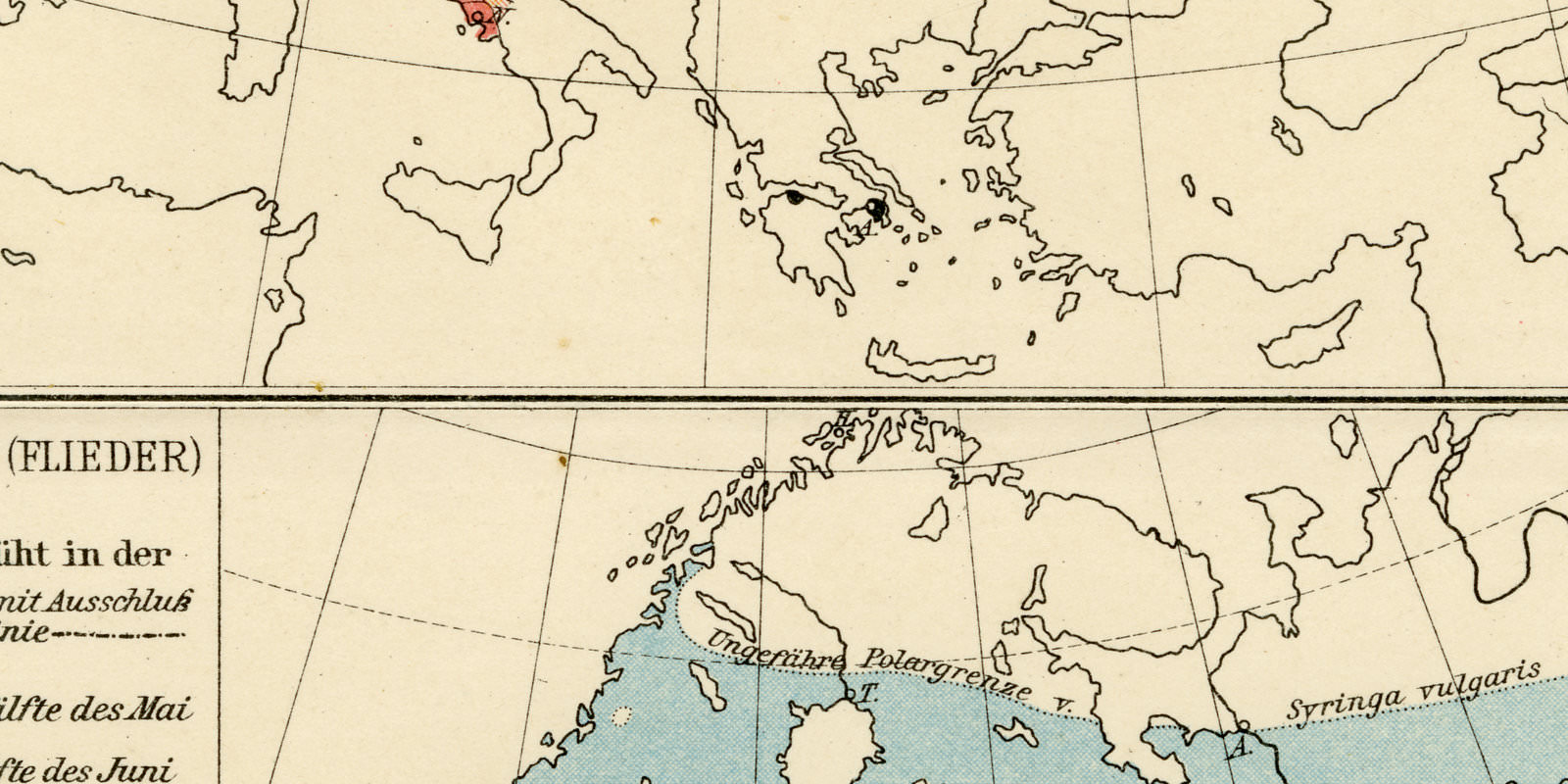 Europa Phänologie ca 1896 historische Karte Lithographie