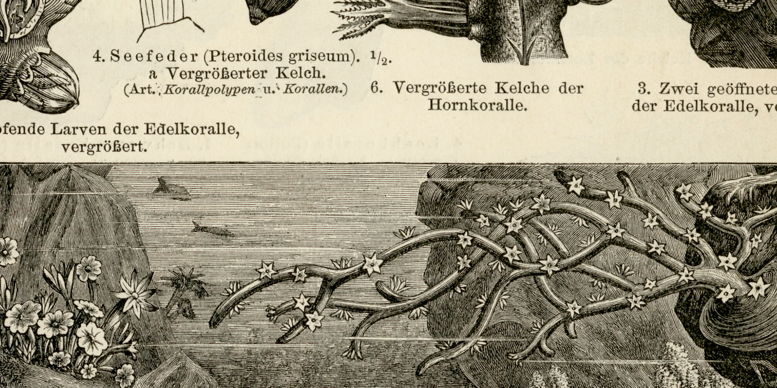Korallen I - II ca 1895 historische Bildtafel Holzstich