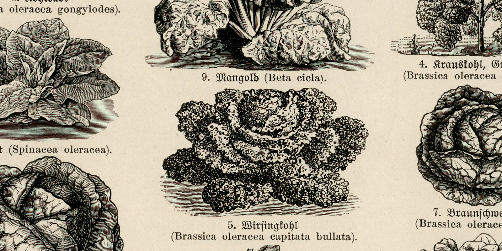 Gemüsepflanzen I ca 1926 historische Bildtafel Holzstich