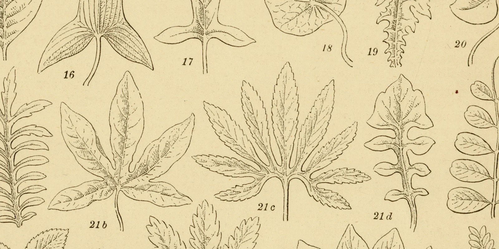 Blatt ca 1882 historische Grafik Holzstich