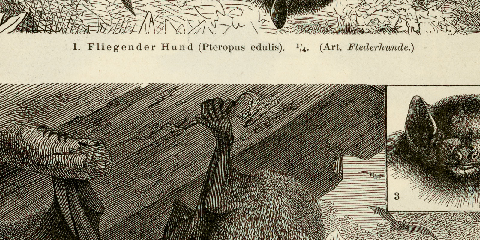 Handflügler I - II ca 1895 historische Bildtafel Holzstich