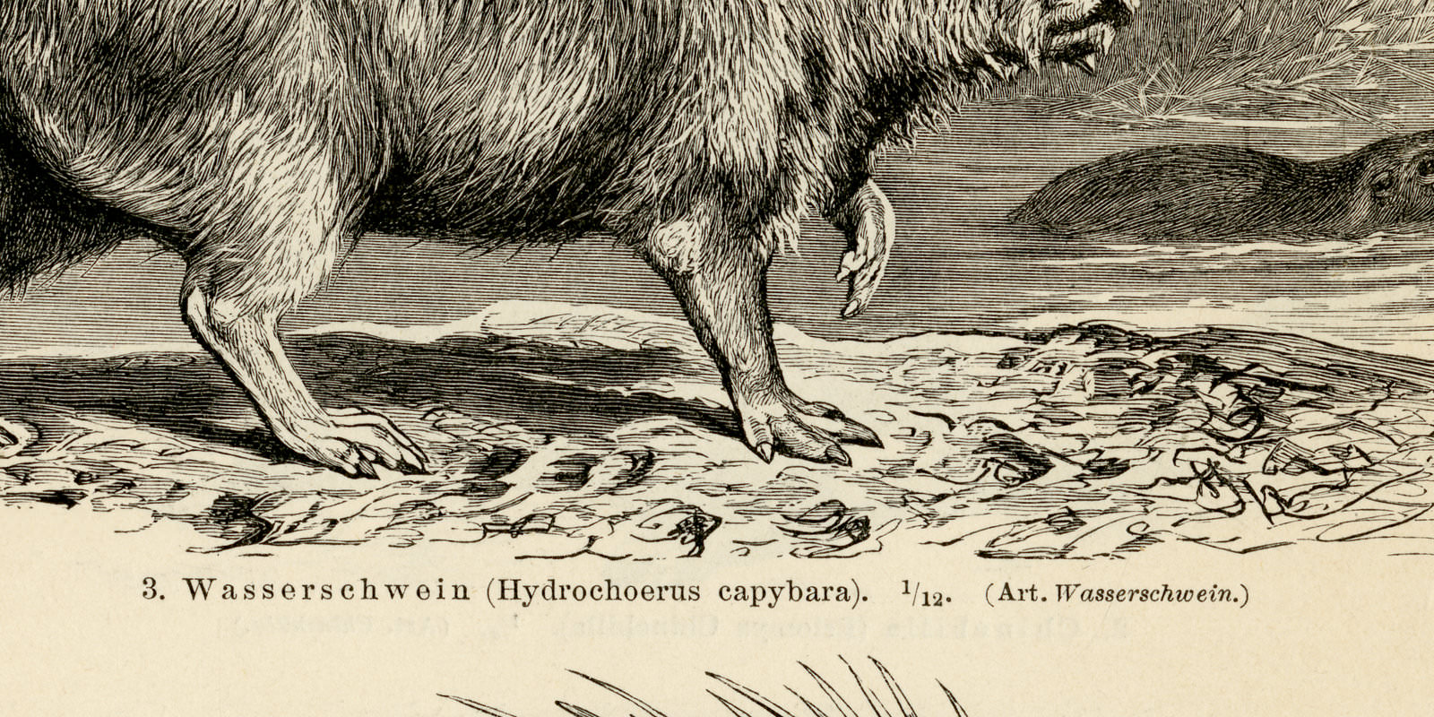 Nagetiere I - II ca 1896 historische Bildtafel Holzstich