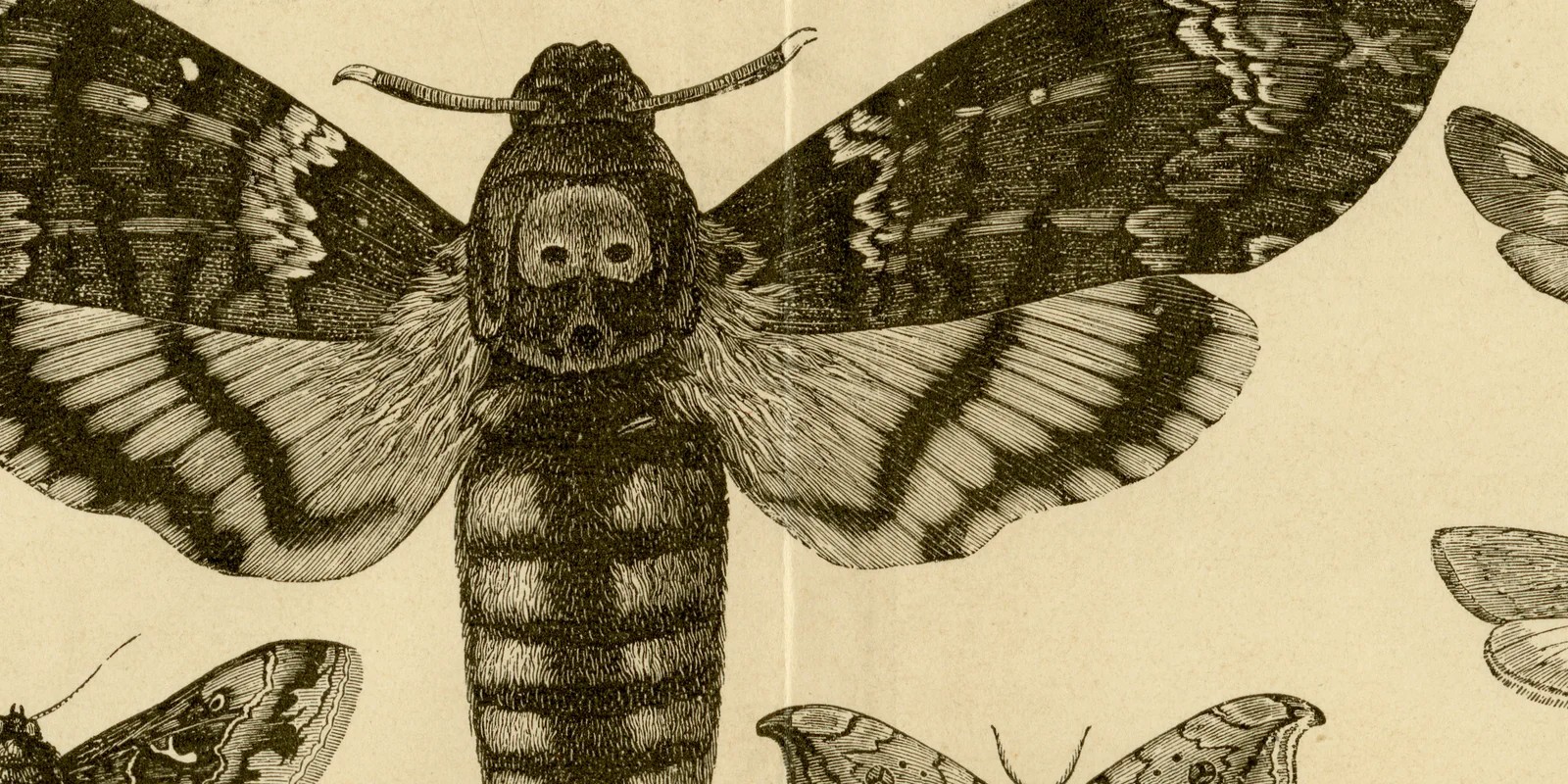 Insekten III ca 1884 historische Grafik Holzstich