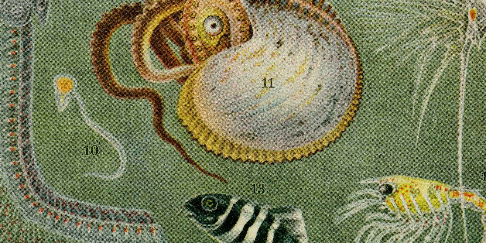 Meeresfauna II pelagische Fauna ca 1928 historische Bildtafel Chromotypie