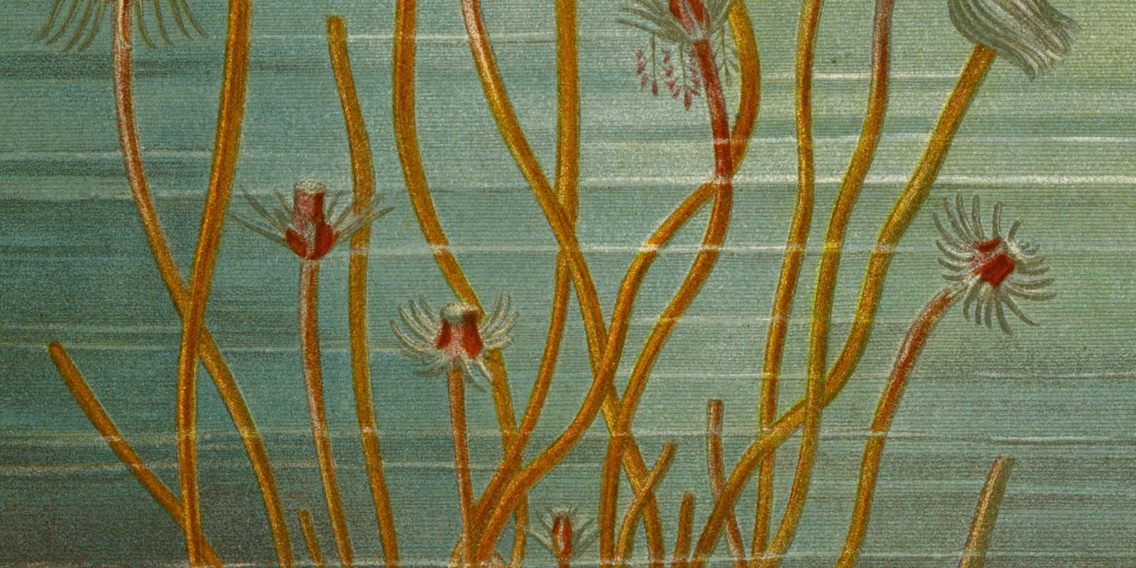 Gruppe von Tubularia Indivisa Chromolithographie ca 1882