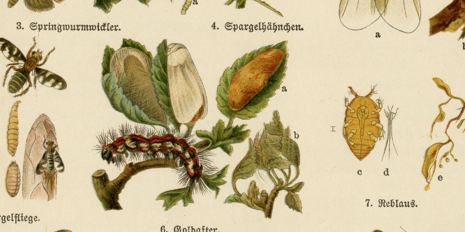 Schädlinge I Gartenschädlinge ca 1929 historische Grafik Chromolithographie