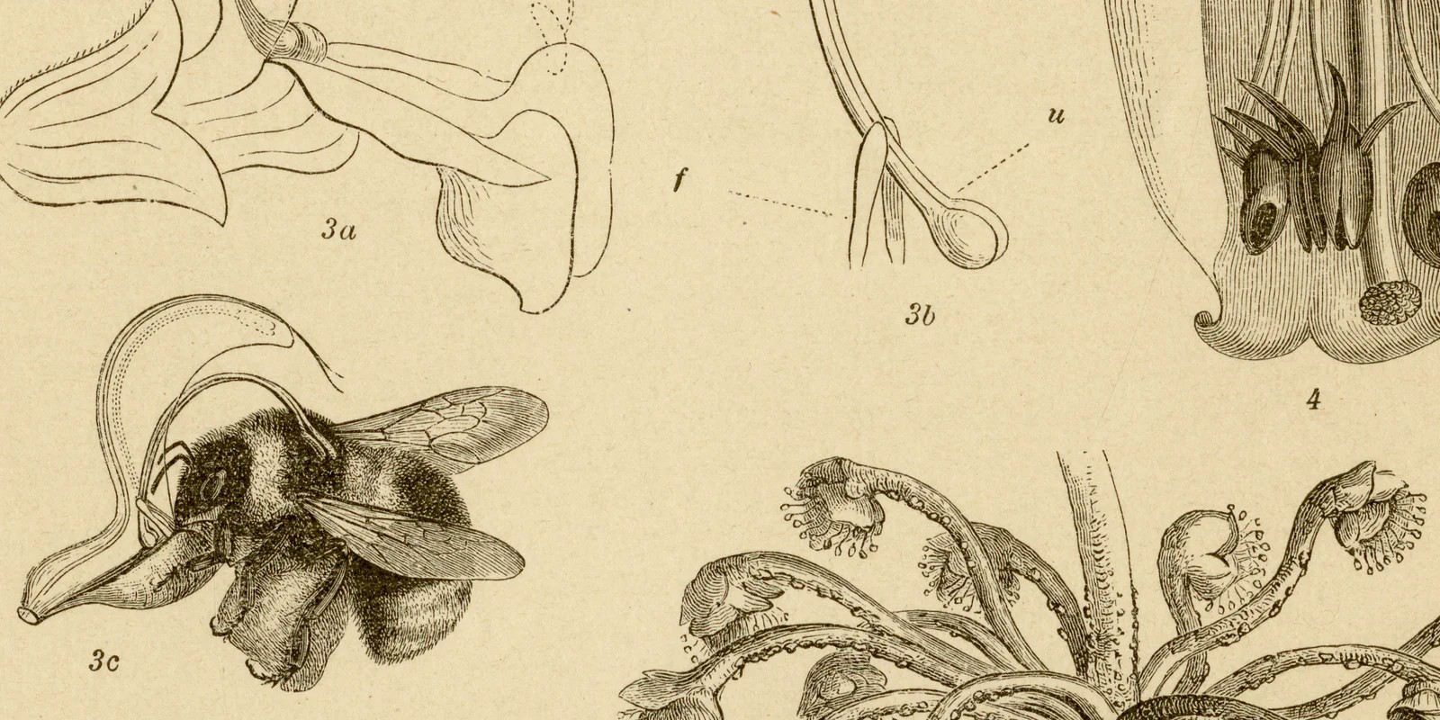 Befruchtung und Bestäubung ca 1882 historische Grafik Holzstich