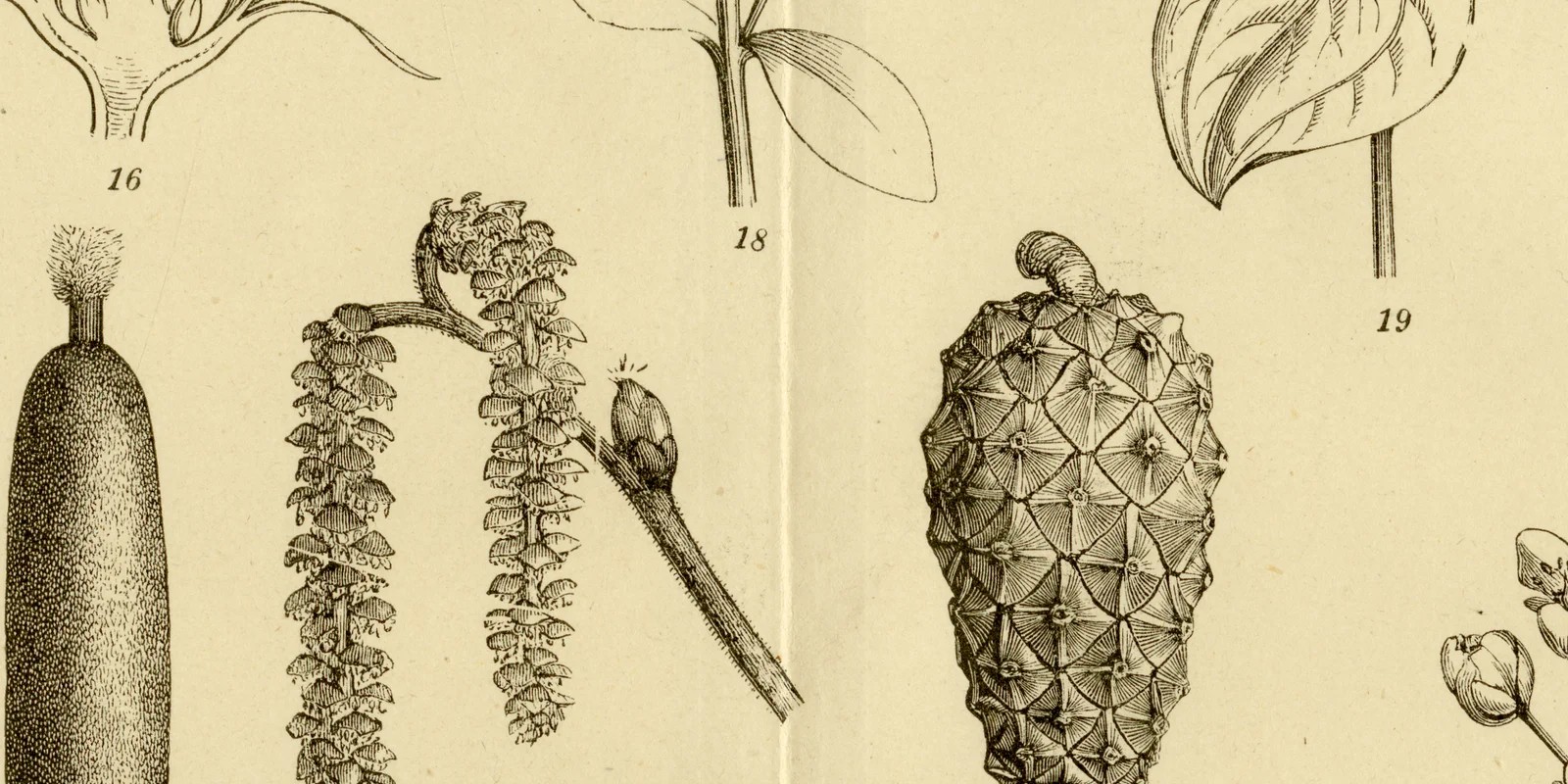 Blüte und Blütenstand ca 1882 historische Grafik Holzstich