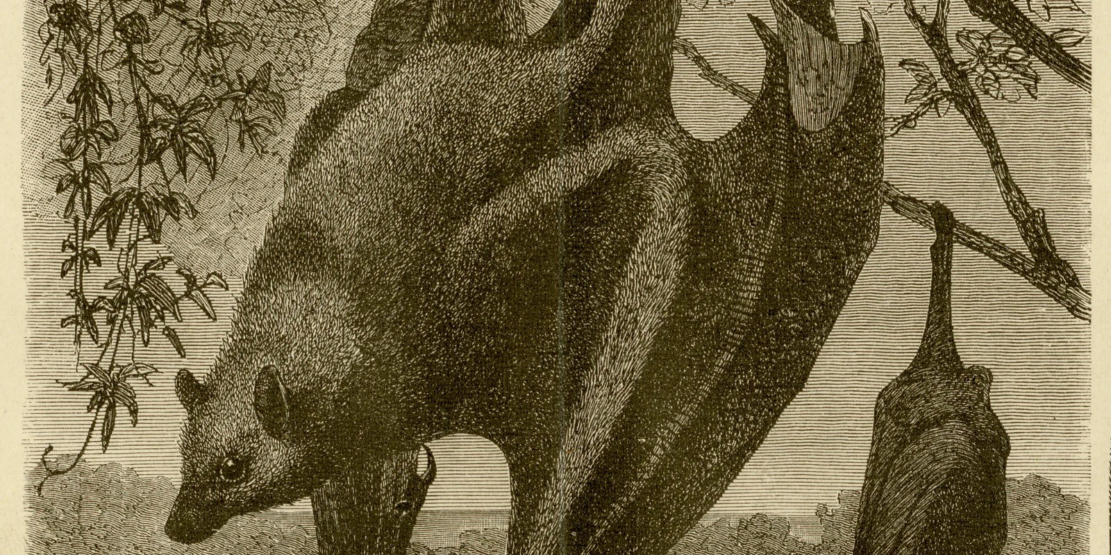 Handflügler ca 1884 historische Grafik Holzstich