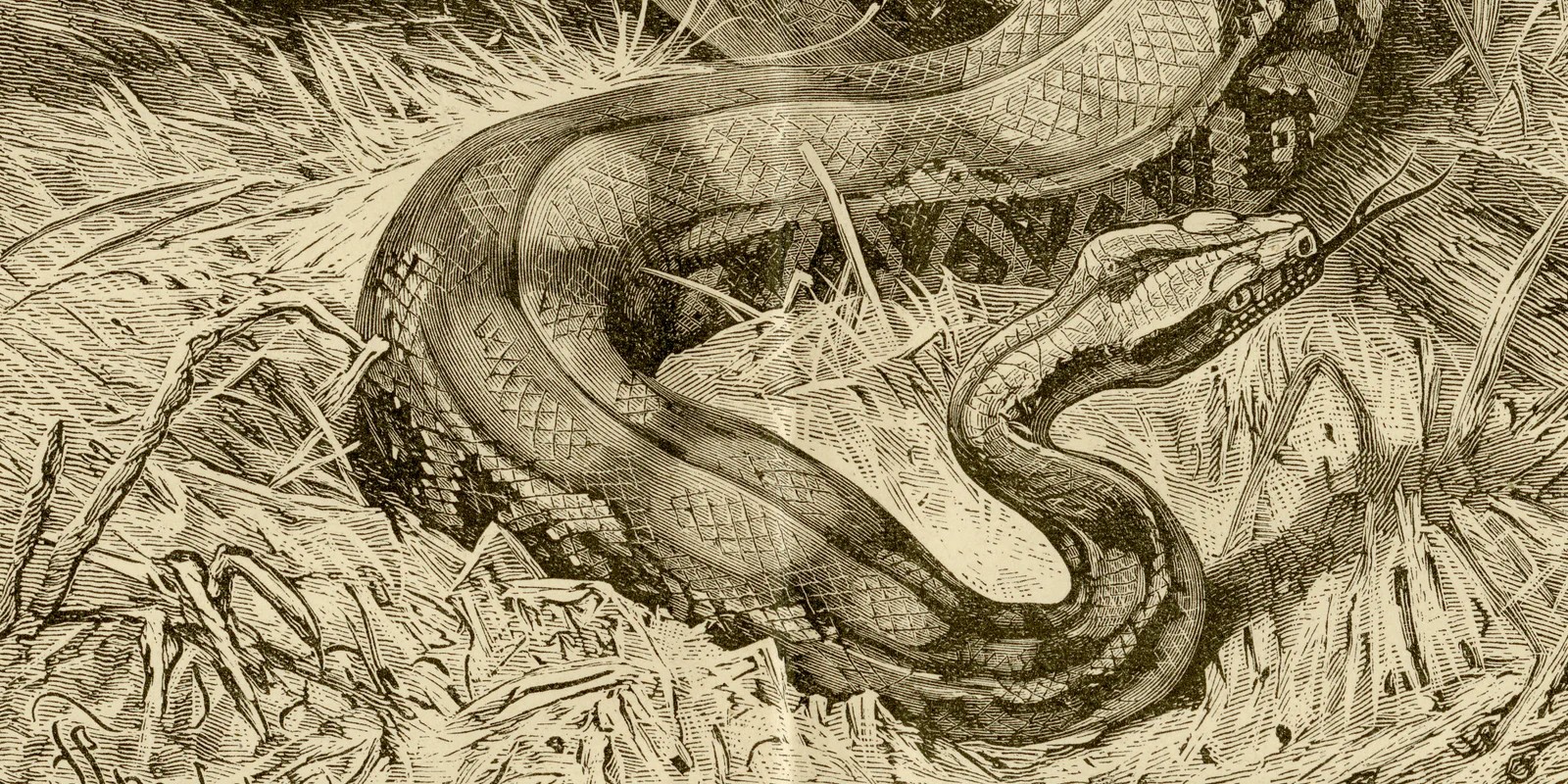 Reptilien II ca 1886 historische Grafik Holzstich