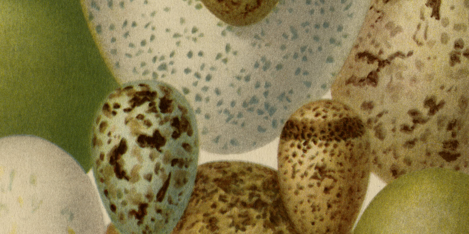 Eier Europäischer Vögel II ca 1925 historische Bildtafel Chromotypie