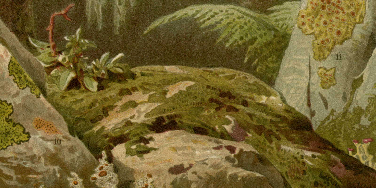 Flechten I ca 1894 historische Bildtafel Chromolithographie