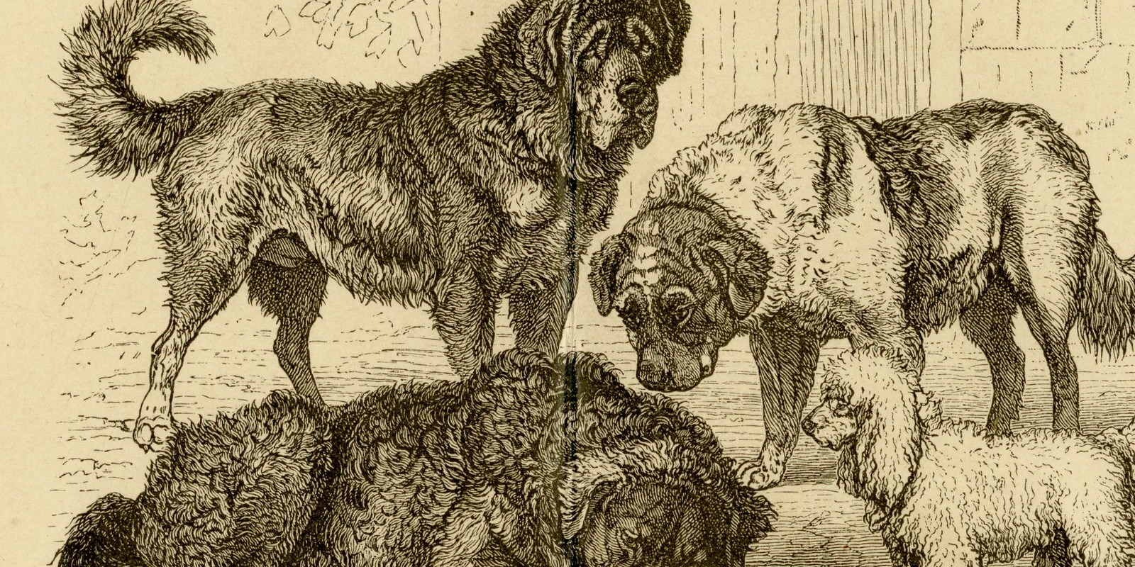 Hunderassen ca 1884 historische Grafik Holzstich