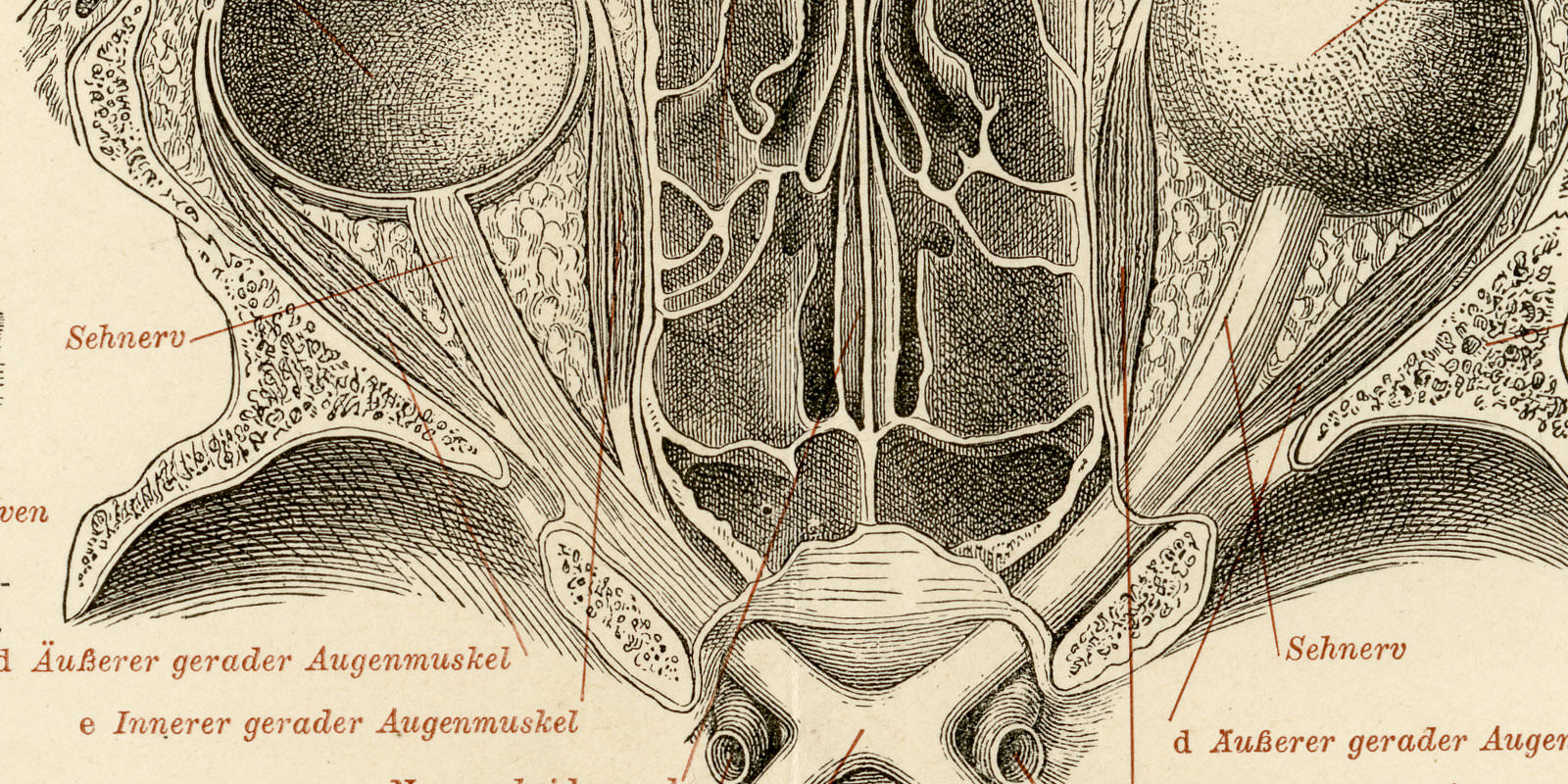 Auge des Menschen ca 1893 historische Bildtafel Holzstich