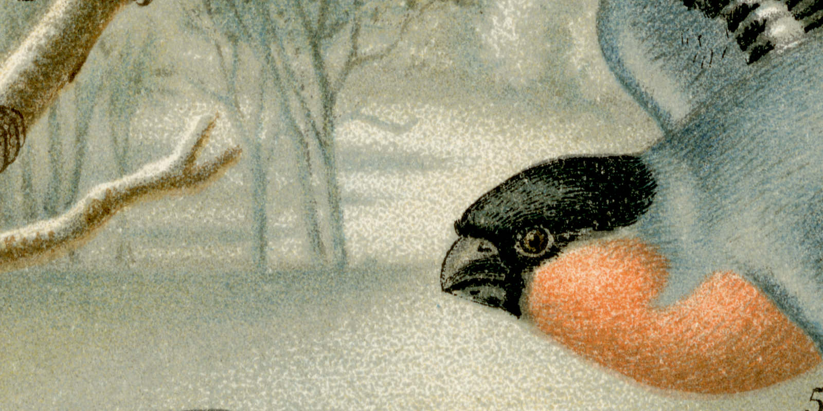 Mitteleuropäische Singvögel I historische Bildtafel Chromolithographie ca 1892