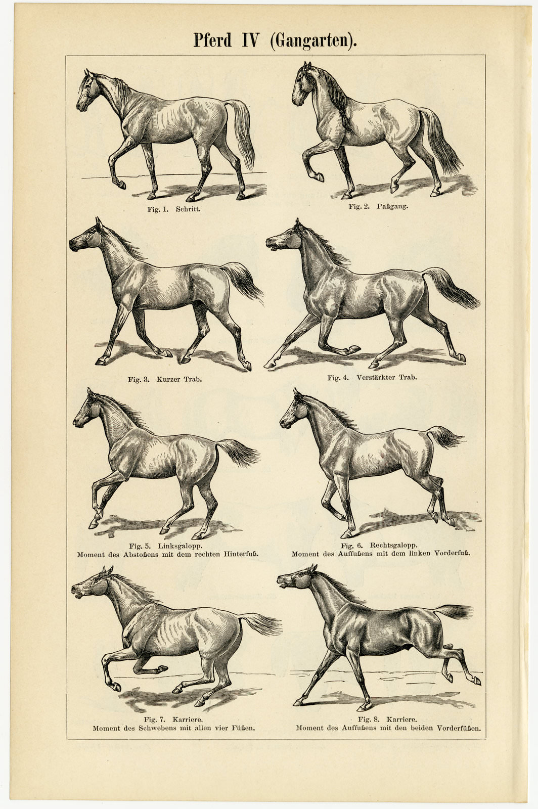 Pferd III - IV ca 1896 historische Bildtafel Holzstich
