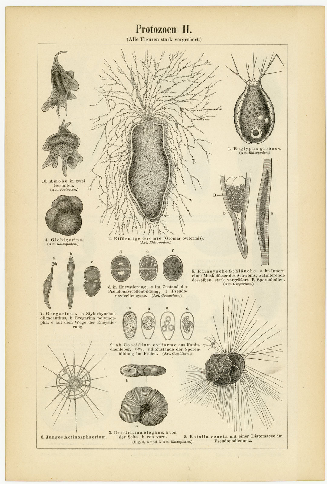 Protozoen I - II ca 1896 historische Bildtafel Holzstich