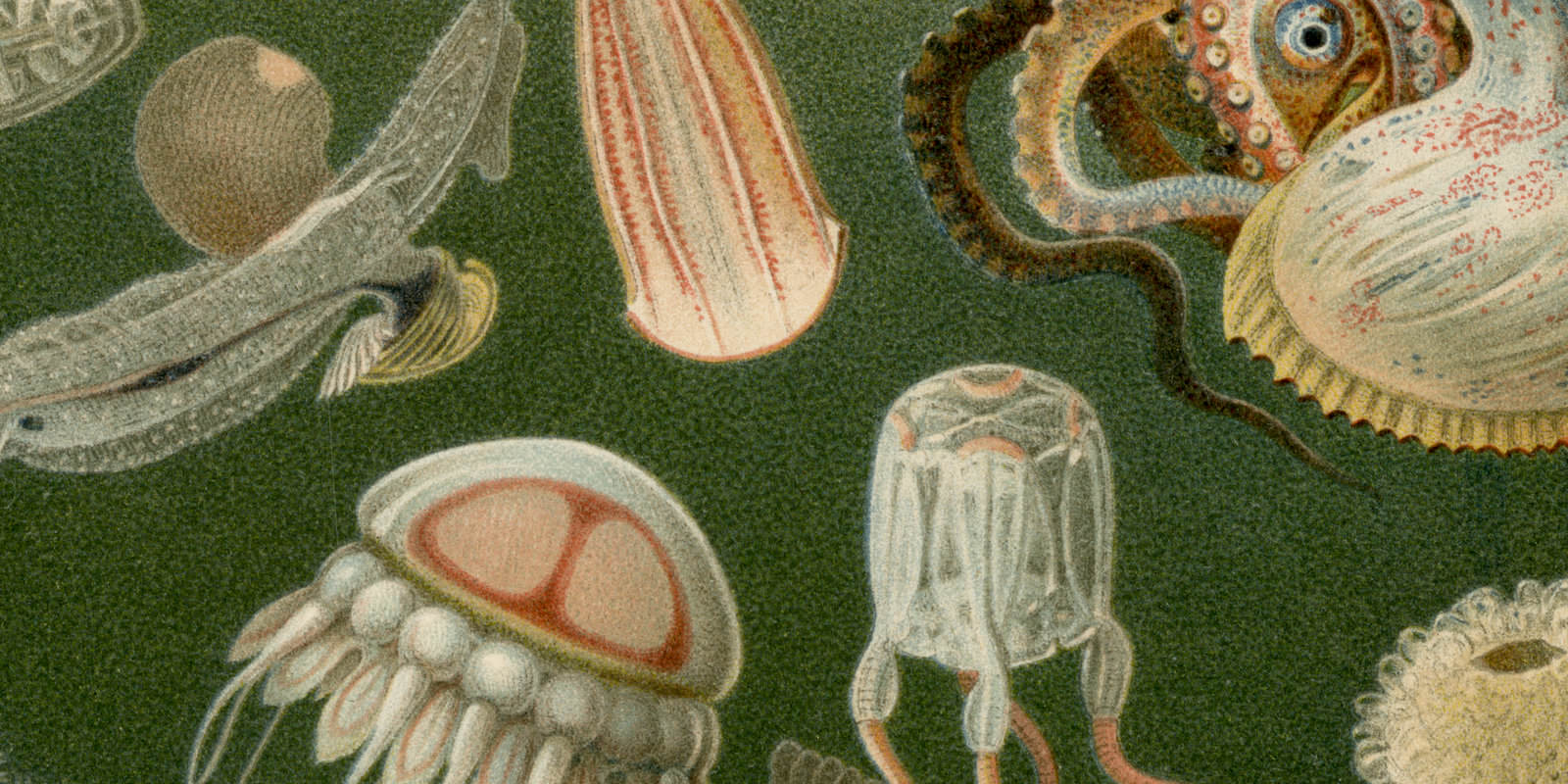Meeresfauna I ca 1898 historische Bildtafel Chromolithographie