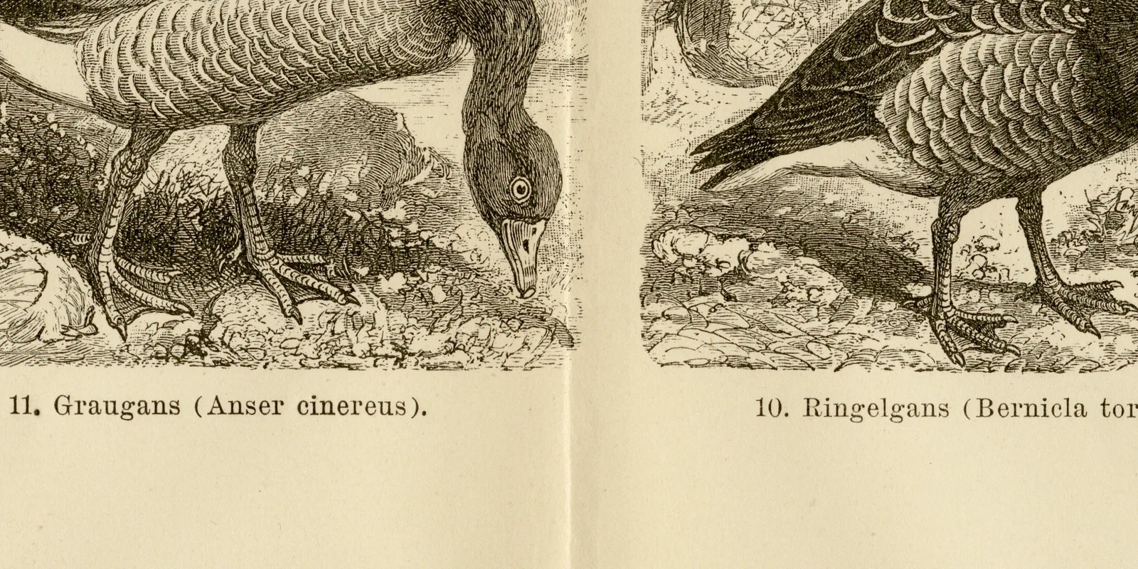Schwimmvögel II ca 1886 historische Grafik Holzstich