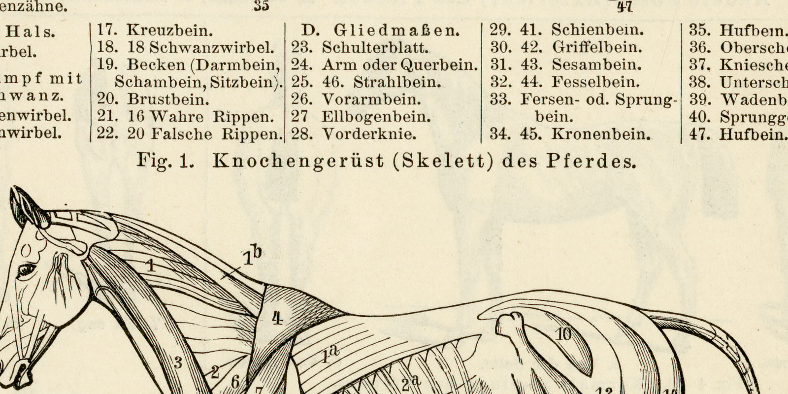 Pferd I - II ca 1896 historische Bildtafel Holzstich