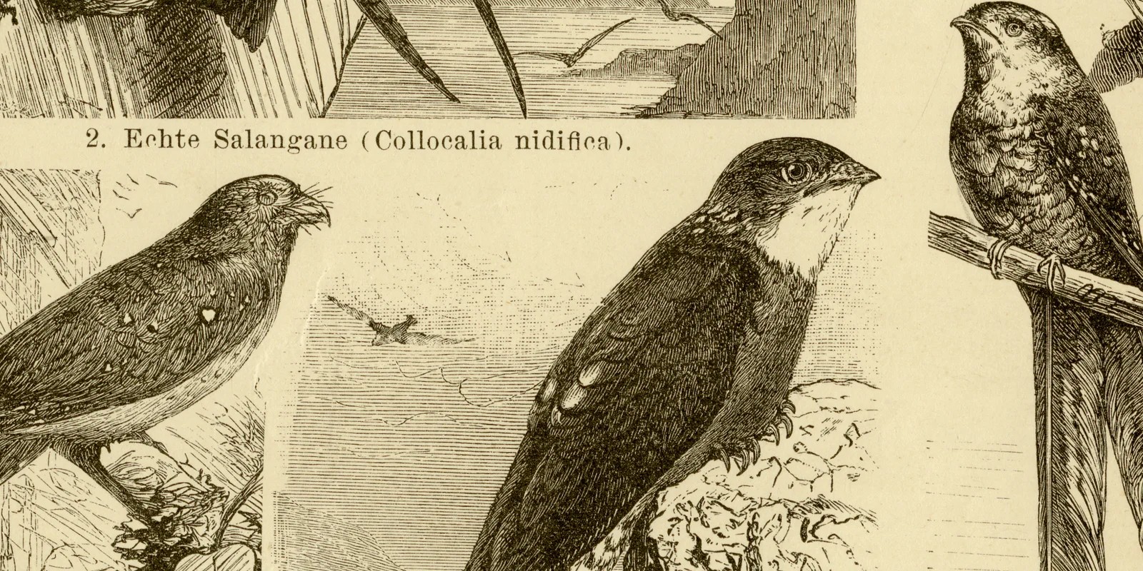 Langhänder ca 1885 historische Grafik Holzstich