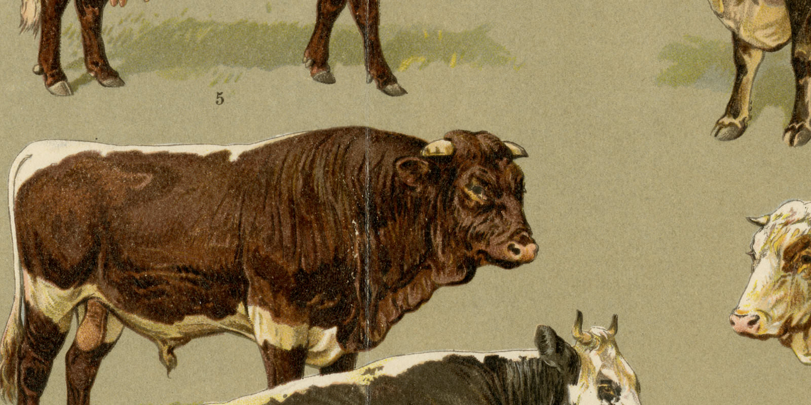 Rinderrassen ca 1929 historische Grafik Chromolithographie