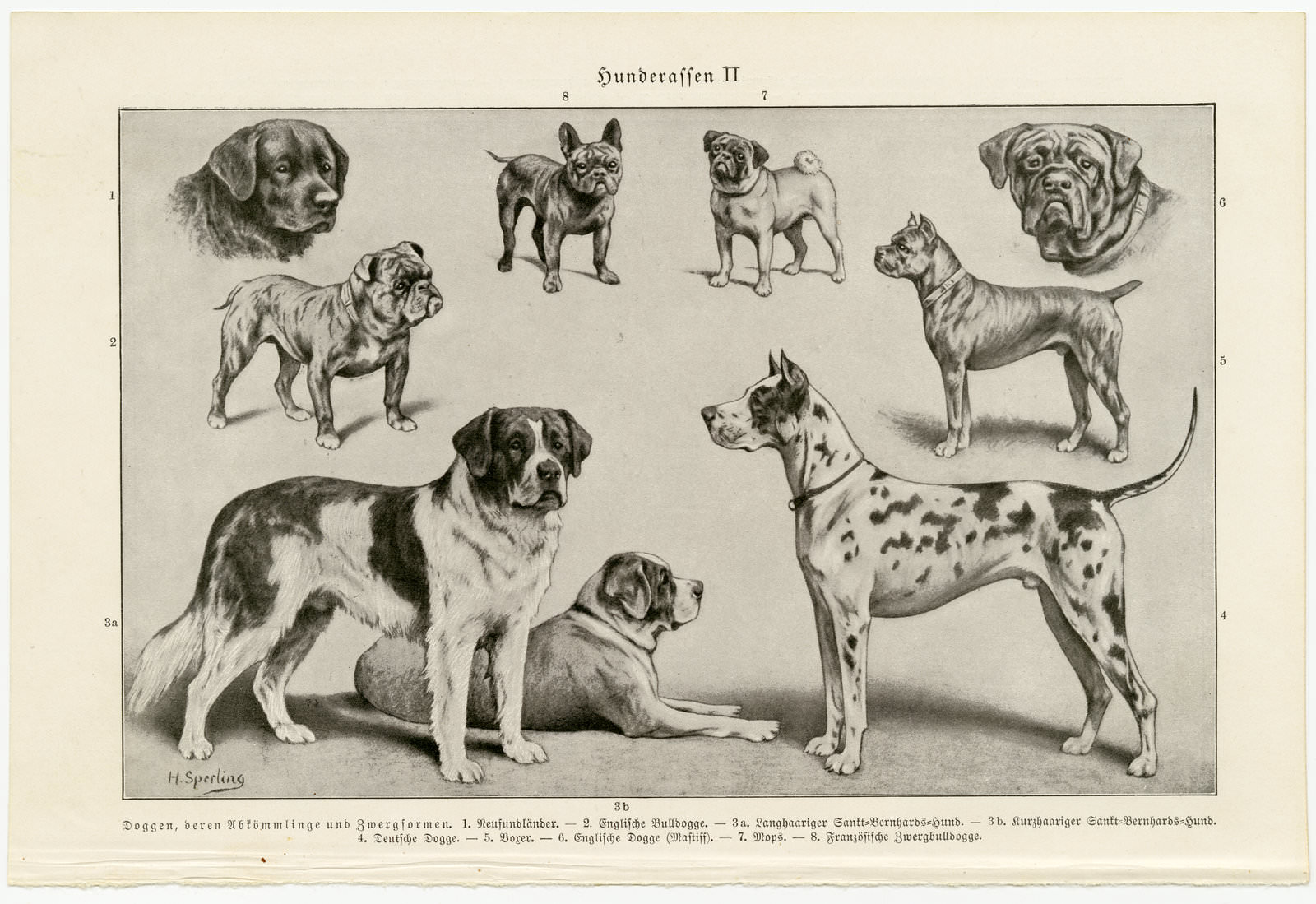 Hunderassen I - II ca 1927 historische Bildtafel Autotypie