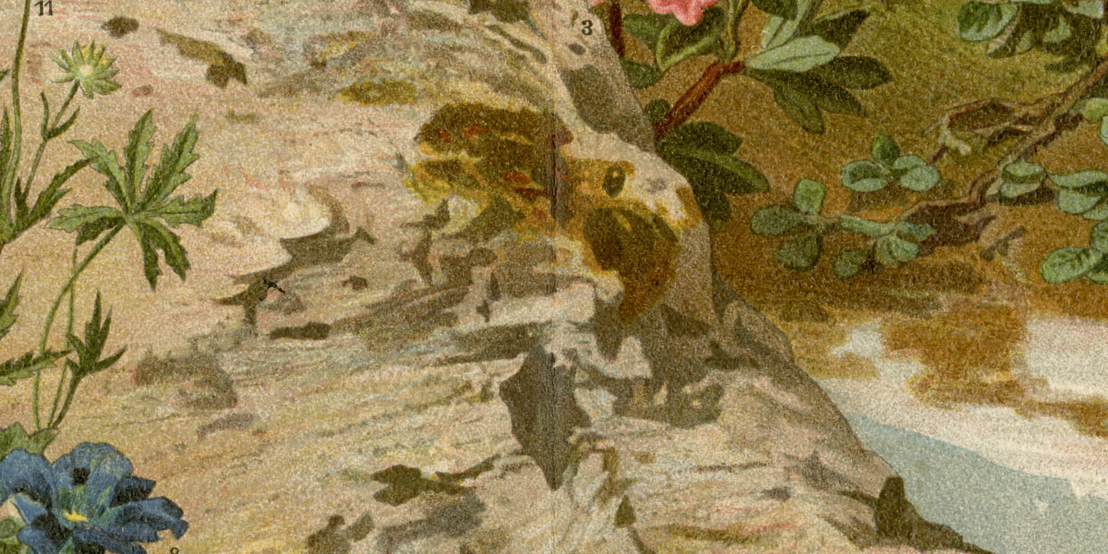 Alpenpflanzen ca 1893 historische Bildtafel Chromolithographie