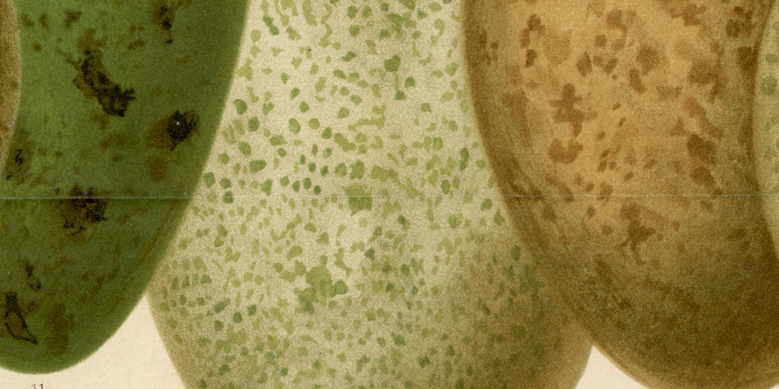 Eier europäischer Vögel II ca 1893 historische Bildtafel Chromolithographie