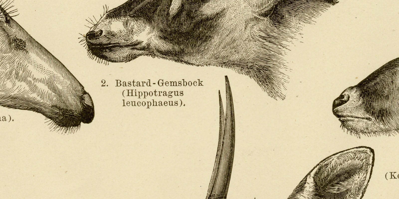 Antilopen II ca 1882 historische Grafik Holzstich