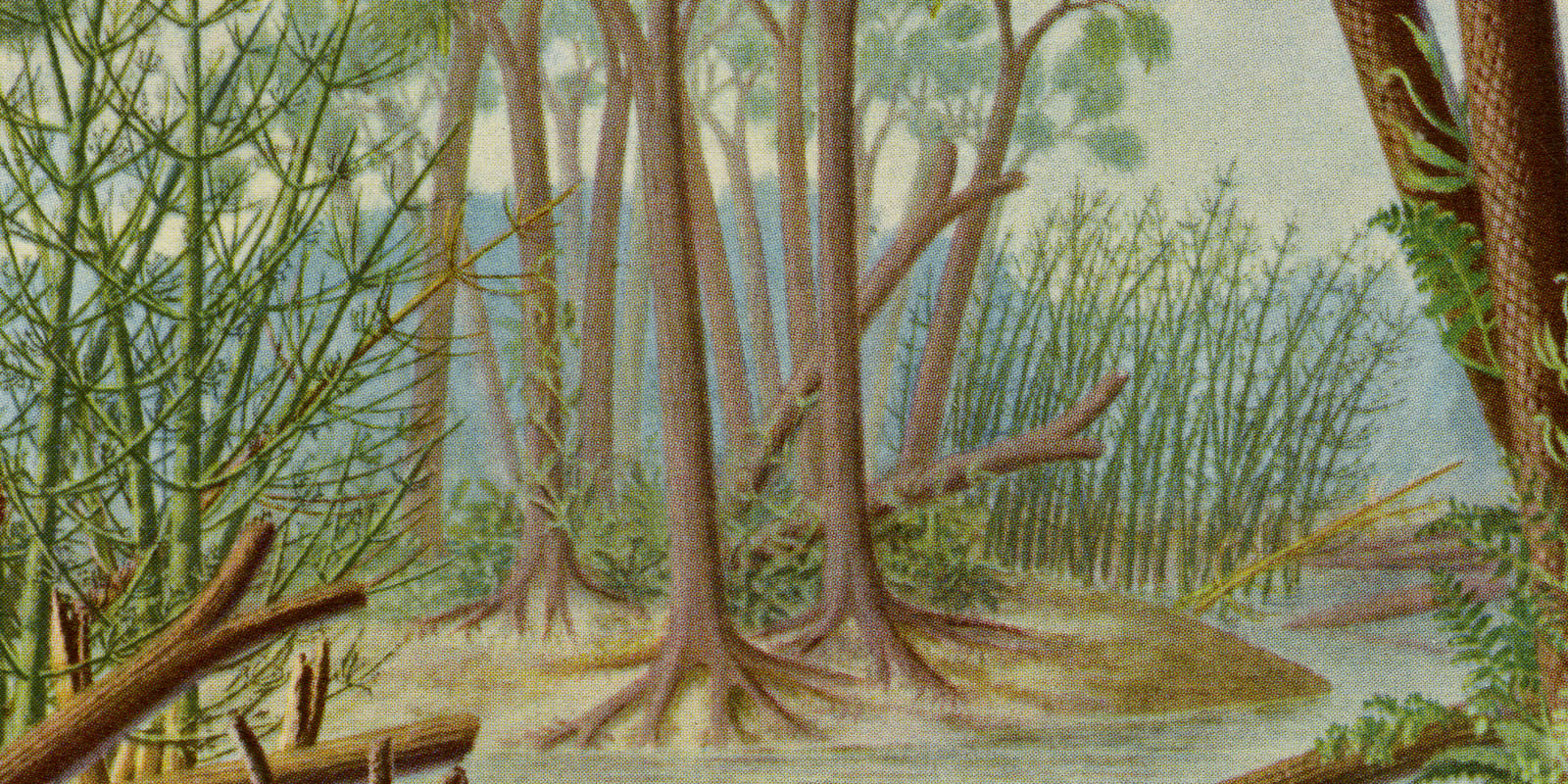Steinkohleformation II ca 1929 historische Bildtafel Chromotypie